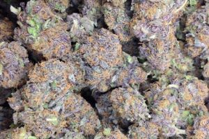 Buy Purple Kush