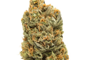 Buy Rain Maker Strain