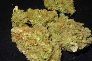 Buy Super Lemon Haze