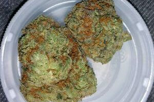 Buy Alaskan Thunder Fuck