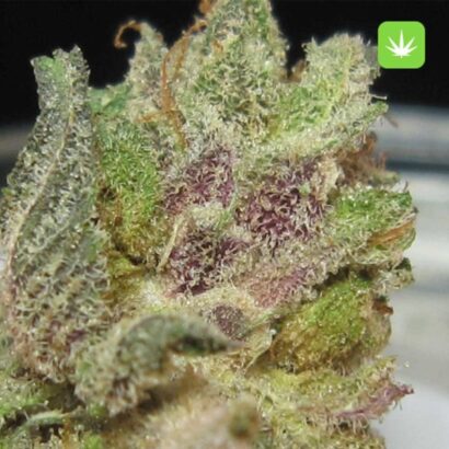 Cherry Cake (Hybrid)