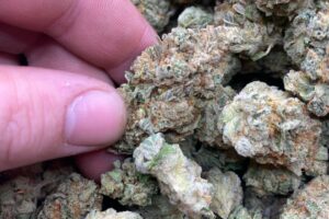 Buy London Pound Cake (Hybrid)