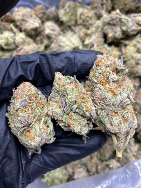 White Rhino