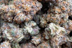 Buy Biscotti Gushers