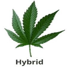 buy best hybrid cannabis strains online