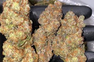 Buy Island Monkey Tree Strain