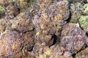 Ice Cream Man Strain