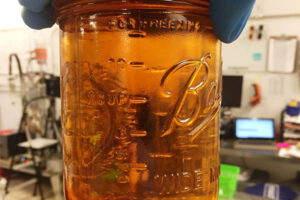 Buy Pennywise Distillate- 98.10%