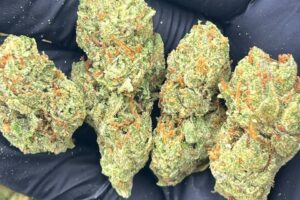 Buy Mandarin Cookies Strain