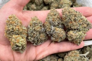 Buy Nightmare Cookies Strain Online