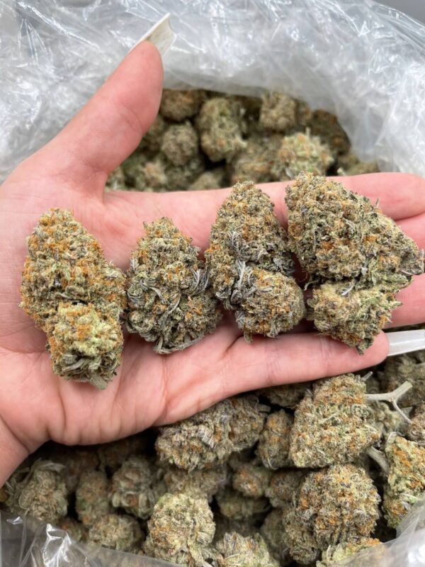 Buy Nightmare Cookies Strain Online