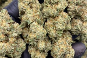White Russian Strain For Sale