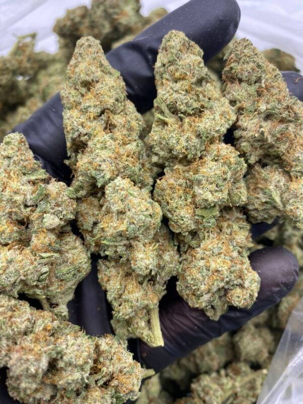 White Russian Strain For Sale