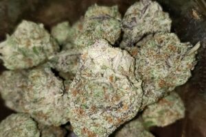 Cinderella 99 (Hybrid)