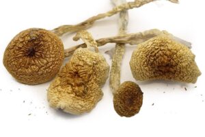 African Transkei Magic Mushrooms