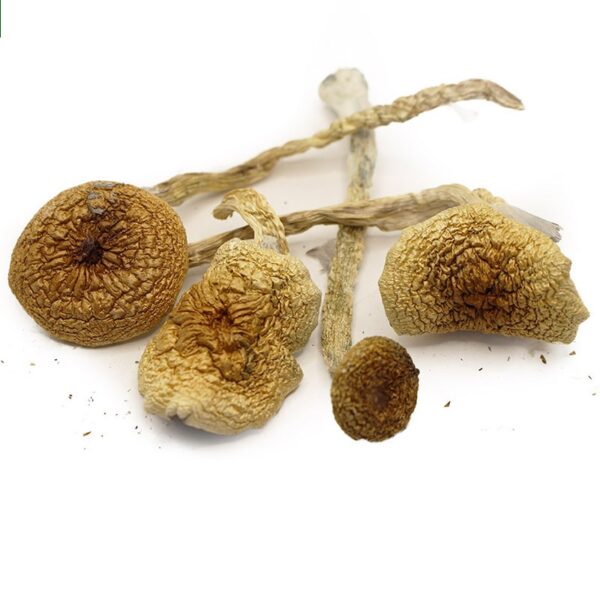 African Transkei Magic Mushrooms