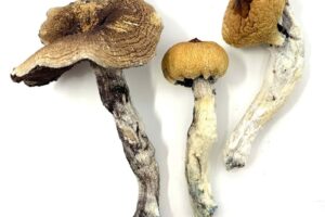 Golden Teacher Magic Shrooms