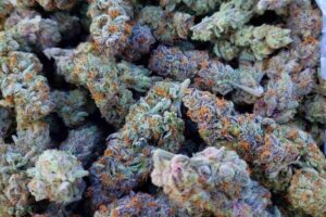Buy Rainbow Kush Strain