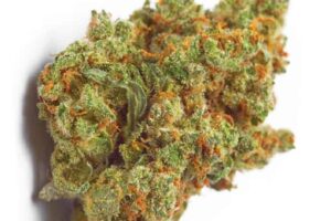 Buy Bulk Critical Mass Strain