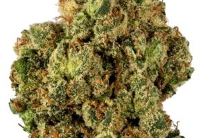 Bulk Buy G-13 (Indica)