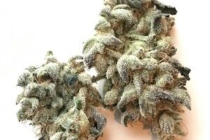 Buy Bulk Herijuana Strain
