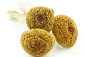 Magic Shrooms – Penis Envy #6