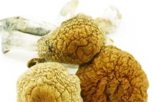 Shrooms – Golden Mammoth (Premium)