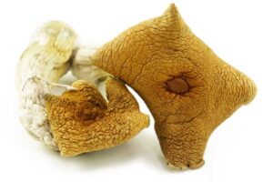 Shrooms – Wollongong (Premium)