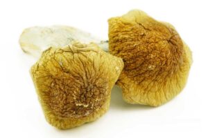 Magic Shrooms – Monster Penis Envy