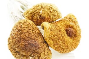 Shrooms – Texas Penis Envy