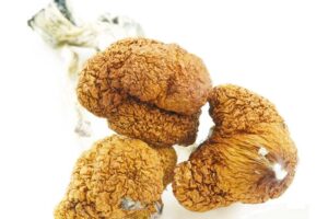 Shrooms – Blue Meanie