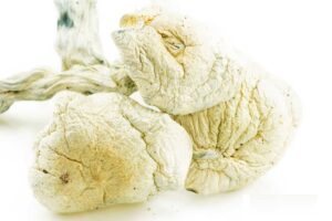 Magic Dried Shrooms – Great White Monster
