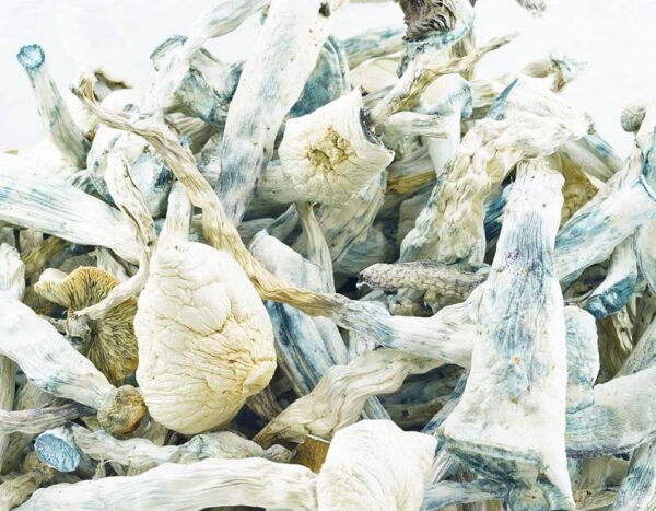 Magic Dried Shrooms – Great White Monster