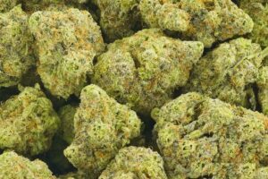 Miracle Alien Cookies (MAC) AAAA+