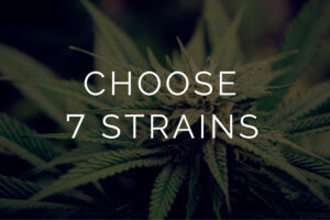 Multi Pack – Sample 7g Quarter