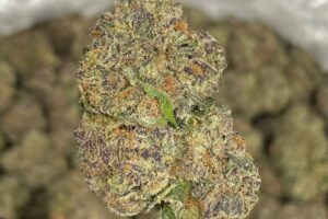 White Truffle Strain