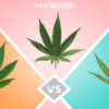 Sativa vs. Indica vs Hybrid Strain