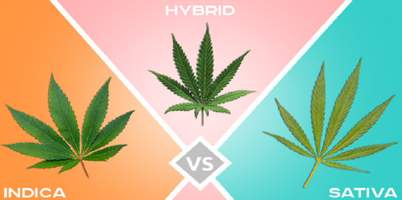 Sativa vs. Indica vs Hybrid Strain