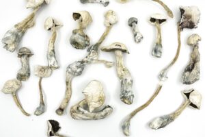 Albino Amazonian Strain