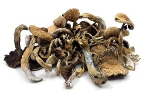 Golden Teacher Mushrooms