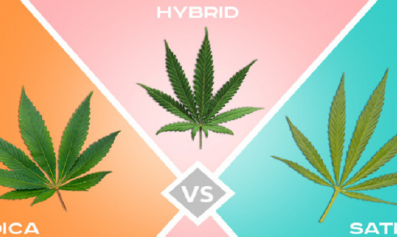 Sativa vs. Indica vs Hybrid Strain